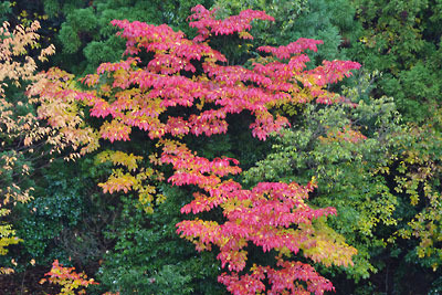 滋賀県高島市畑集落近くの雑木林から鮮やかな色をのぞかせる「天然」の紅葉
