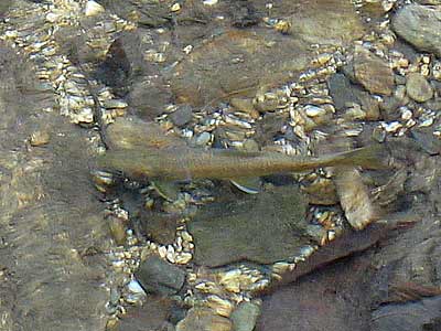 武奈ヶ岳下山中の標高1000m以上の沢で遭遇した渓流魚