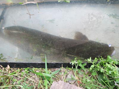 滋賀県湖東平野の水路で獲れた鯰