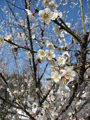 代表的環濠集落「稗田」へ向かう路傍に咲いていた梅花