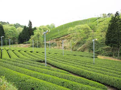 信楽奥地の上朝宮の山間に現れた緑鮮やかな茶園