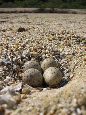 太神山山中の川原の砂上にて発見した鶉の巣と卵4個