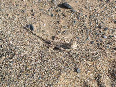 敦煌近郊集落「南湖」郊外の荒漠「古董灘」付近の戈壁上に現れた、保護色をした蜥蜴