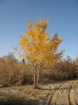 敦煌近郊緑州集落「南湖」縁辺のポプラ樹林で見つけた黄葉した樹木