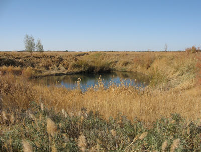 敦煌近郊南湖集落南郊の「渥わ池」南方湿地跡で遭遇した水質の良い水源湧水池