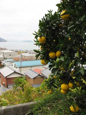 滋賀県琵琶湖沖島の山腹の蜜柑木越しに見た、漁港近くの沖島中心集落