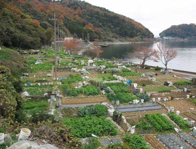 滋賀県琵琶湖沖島の北岸採石場跡から見た中心集落方面と、手前に広がる品種多彩な自給（？）菜園