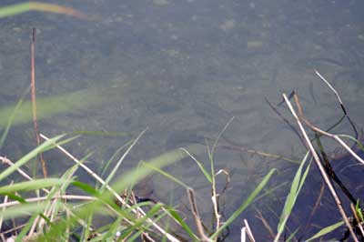 滋賀県湖東の川で行われた網会で、水面下に見える相当な数の小鮎の魚影