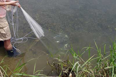 滋賀県湖東の川で行われた網会で、一投で無数の小鮎を捕獲した投網初心者の参加者