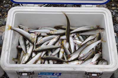 滋賀県湖東の川で行われた網会終了後、クーラーボックスに入れられた今日の成果たる小鮎等の小魚