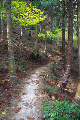 滋賀県西部に連なる比良山脈・堂満岳中腹に続く歩き易い林間の古道