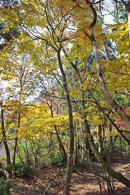 滋賀県西部に連なる比良山脈・堂満岳登山中に現れた黄葉する自然林