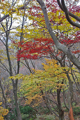 滋賀県西部に連なる比良山脈・堂満岳山頂後方の尾根道で見た紅黄葉が美麗な自然林