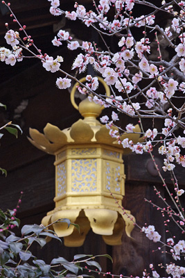 京都市上京区の北野天満宮境内に咲く薄紅梅の花と吊り灯籠（2011年2月27日撮影）