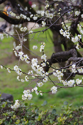 京都市上京区・北野天満宮境内に咲く、枝先の白梅