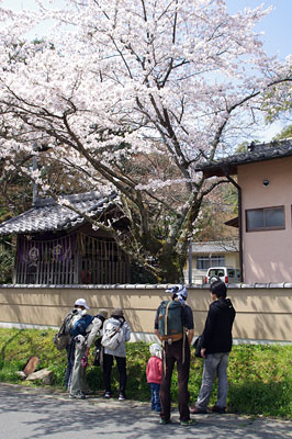 京都市街北郊・岩倉の寺院地区で、満開の桜の下に咲く毒草「キツネノボタン」についてのK君の解説を聞く峠会参加者