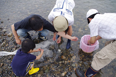 滋賀県湖東の川辺にて、長靴履きで手分けして網に掛かった魚を生簀に入れる網会参加者