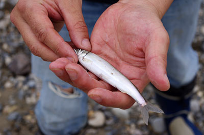 滋賀県湖東の川で、網会参加者の6歳児が釣り竿により初めて釣り上げた稚鮎