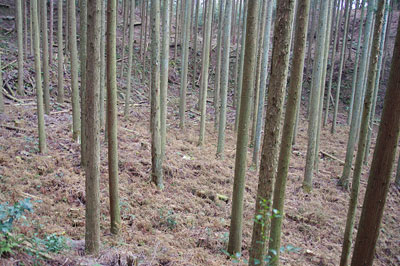 京都市東部山中にある幻の古代大寺「如意寺」の講堂跡推定地の山林