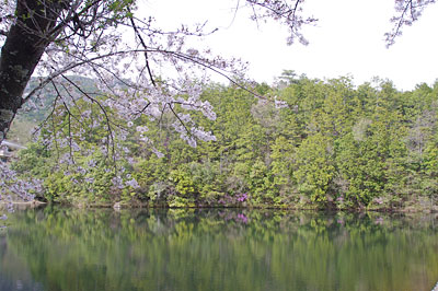 京都岩倉の古道沿いの溜池と桜。2011年4月17日撮影