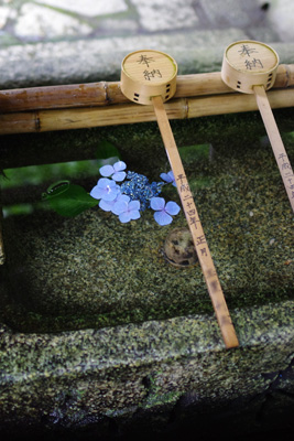 京都御所（御苑）・白雲神社の手水鉢に浮かぶ紫陽花