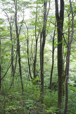 鳥取県大山の1合目付近、標高850m辺りにある、一部大山寺坊跡の参道を利用した「大山夏山登山道」沿いの森