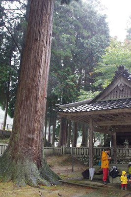 滋賀県北西・比良山塊西部支脈に抱かれた畑集落の鎮守「八幡宮」の社殿と老神木の傍で、雨を避けつつ昼食をとる山会参加者