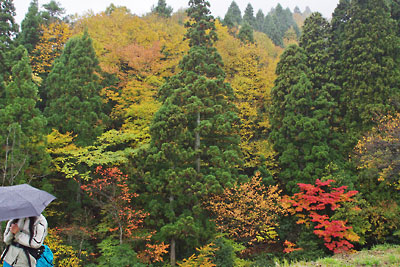 滋賀県北西・比良山塊西部支脈に抱かれた畑集落外れにある、様々な樹種で構成される美しい森の紅黄葉