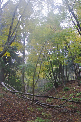 滋賀県北西・比良山塊西北山中の畑集落外れの古い平坦地付近に現れた黄葉するブナやホオノキ等が茂る明るい天然林