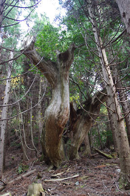 京都北山奥地の峰定寺東の支流谷から急登の尾根を進んで現れた台杉の巨株