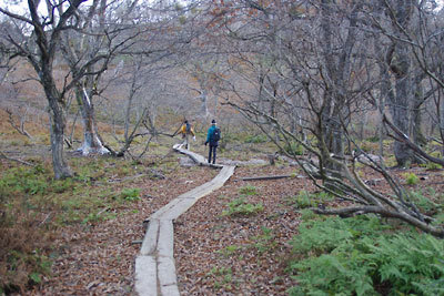 京都北山・峰床山山中の高層湿地「八丁平」に続く板橋を進む山会参加者