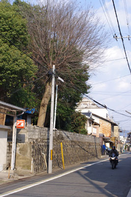京都市街西部「市五郎大明神」の境内南端から見た御土居掘遺構上の樹々