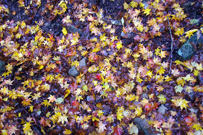 雨の水分が紅や黄の色合いに明るさを添える、比良山中の落葉。2011年11月20日撮影