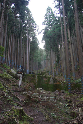 滋賀県西部・比良山脈南西の平集落から縦走路に至る途中に現れた、浅い谷横に続く急登の道
