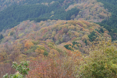 滋賀県西部・比良山脈南部の権現山山頂からみた、東南下方の霊仙山手前に広がる天然林の紅葉