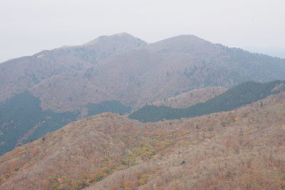滋賀県西部・比良山脈南部の蓬莱山山頂北に見えた、冬枯れと紅葉入り混じる雑木林の最奥に聳える比良山脈最高峰の武奈ヶ岳