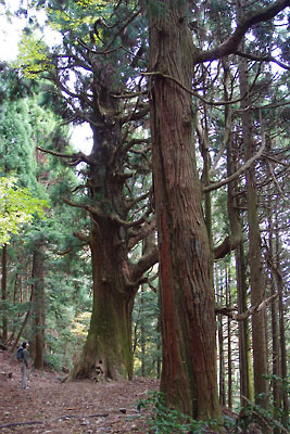 滋賀県西部・比良山脈南部の打見山北方「クロトノハゲ」から木戸集落への下山中に現れた天狗杉と、対とみられる巨樹