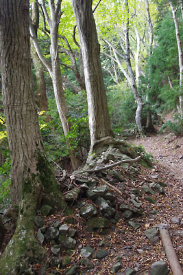 滋賀県西部・比良山脈南部の「クロトノハゲ」から木戸集落への下山路にある古道と、路肩の石積みやその上の等間の大木