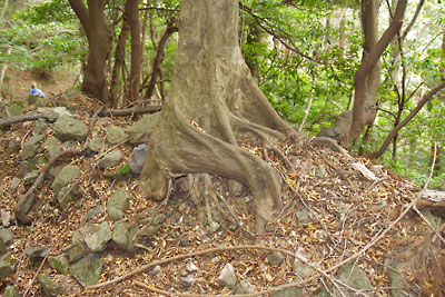 滋賀県西部・比良山脈南部の「クロトノハゲ」から木戸集落への下山路にある古道の路肩石積みと、曲げられた大木の根
