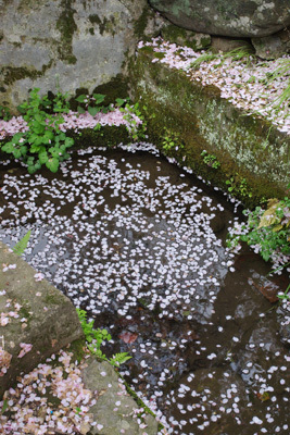 京都・上賀茂の旧上賀茂神社社家の庭池の取水口に渦巻く鮮やかな桜の花弁