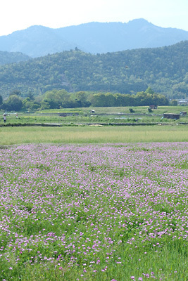 春の京都・嵯峨野のレンゲ畑と新緑の背後に霞む愛宕山。2015年4月23日撮影