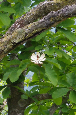 京都北山・皆子山の主尾根を西進する途中見つけた朴（ホオ）の樹の花