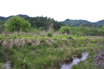 湿地に戻りつつある（？）、京都北山山中（丹波高地）にある廃村「大見」の耕地跡