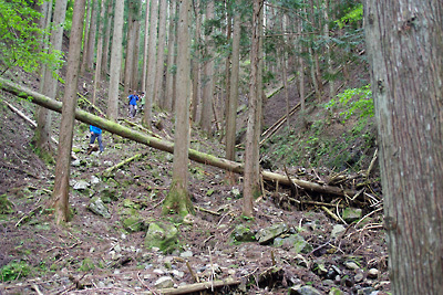 京都北山山中の廃村「大見」と花脊大布施を結ぶ小野谷峠西側の、土石・倒木で荒れた谷筋