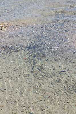 滋賀県琵琶湖西岸の美麗な浜に注ぐ小川を行き来する稚鮎（小鮎）の群れ