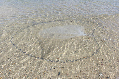 滋賀県琵琶湖西岸の浅く水が澄んだ絶好の稚鮎（小鮎）漁場で、良く広がり理想的な形を描いて着底する投網