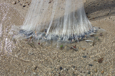 滋賀県琵琶湖西岸の砂浜に引き寄せられた投網と捕獲された稚鮎（小鮎）