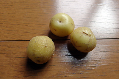 京都市街東部の町家奥庭の家庭菜園で獲れたビー玉程の馬鈴薯