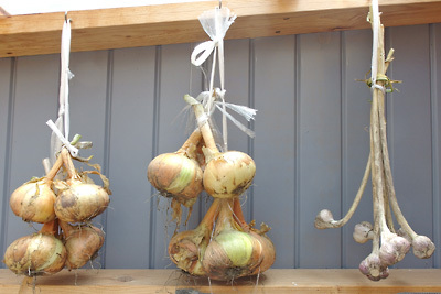 乾燥させ保存性を高める為に紐で吊るした、京都の町家家庭菜園産の玉葱と大蒜