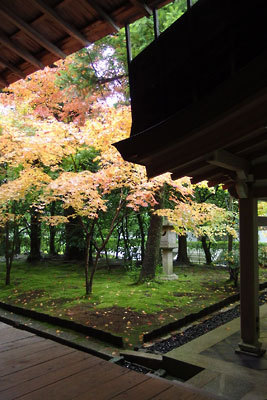 第51回京都非公開文化財特別公開で訪れた、竜安寺の方丈裏庭（西横奥）の明るく鮮やかな楓紅葉